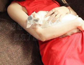 青豆客 – 这组喵喵哒的油亮写真，搞得我都忘了原本要干啥。